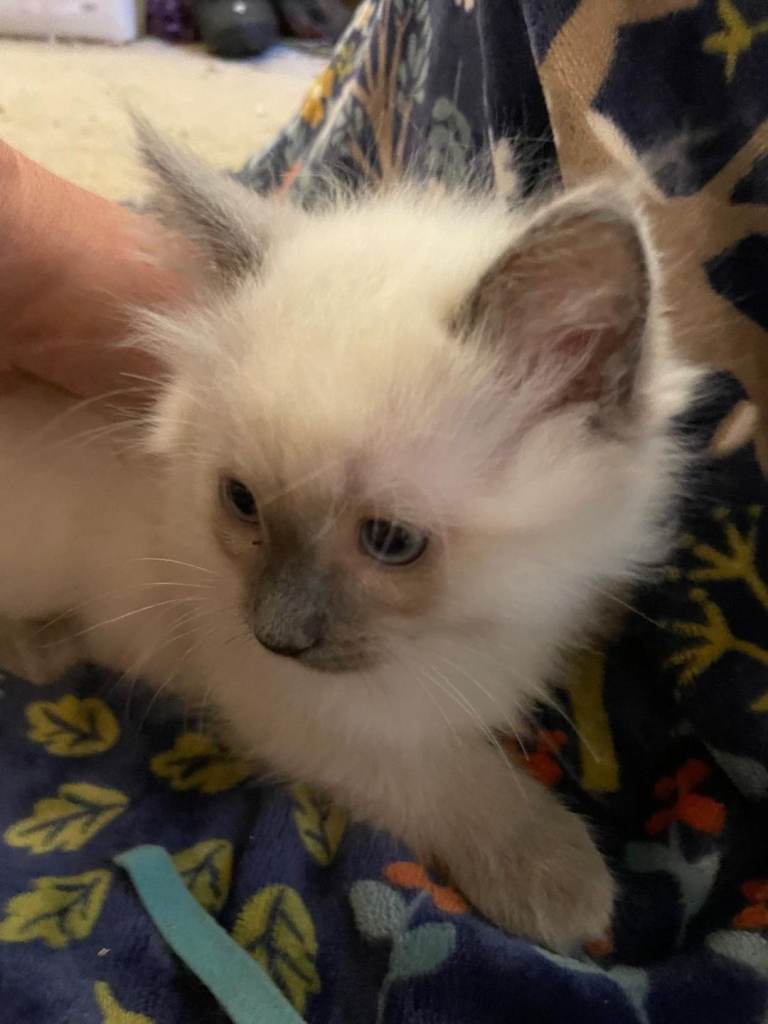 Ragdoll Blue Point Kittens