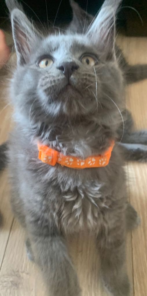 Tica registered Maine coon Kittens,blue collar 