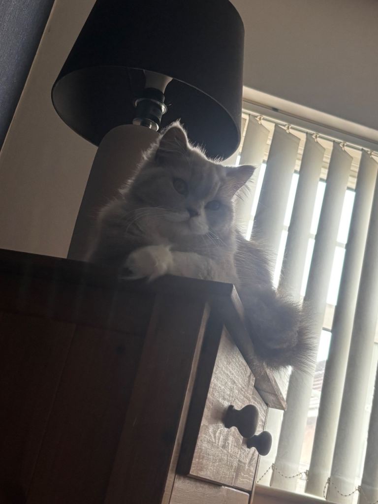 British longhair kitten 