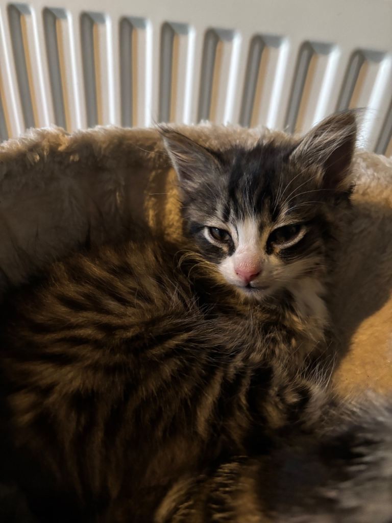 2 Boy Kittens ready to leave now