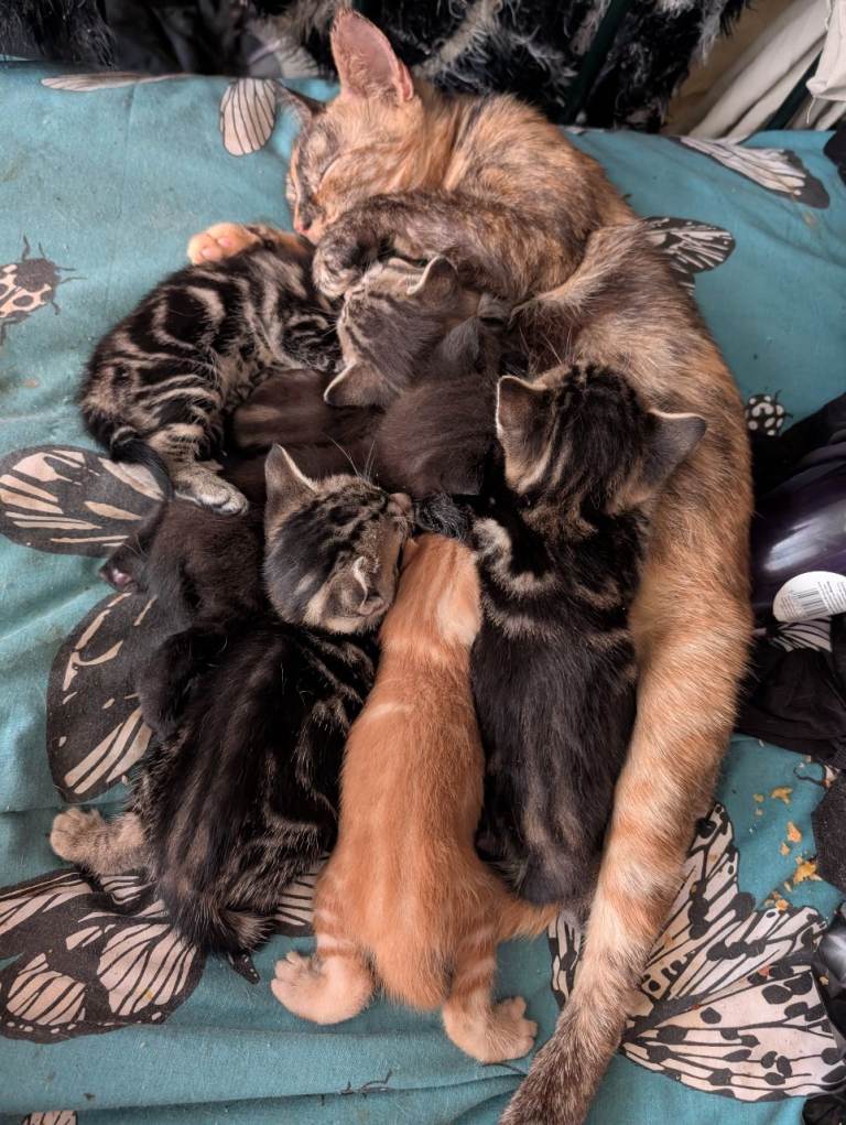 Mixed kittens for sale