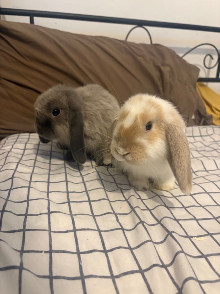 2 Beautiful Bunnies for Sale