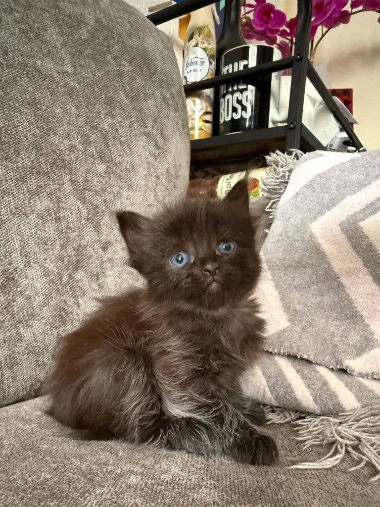 Beautiful kittens for sale