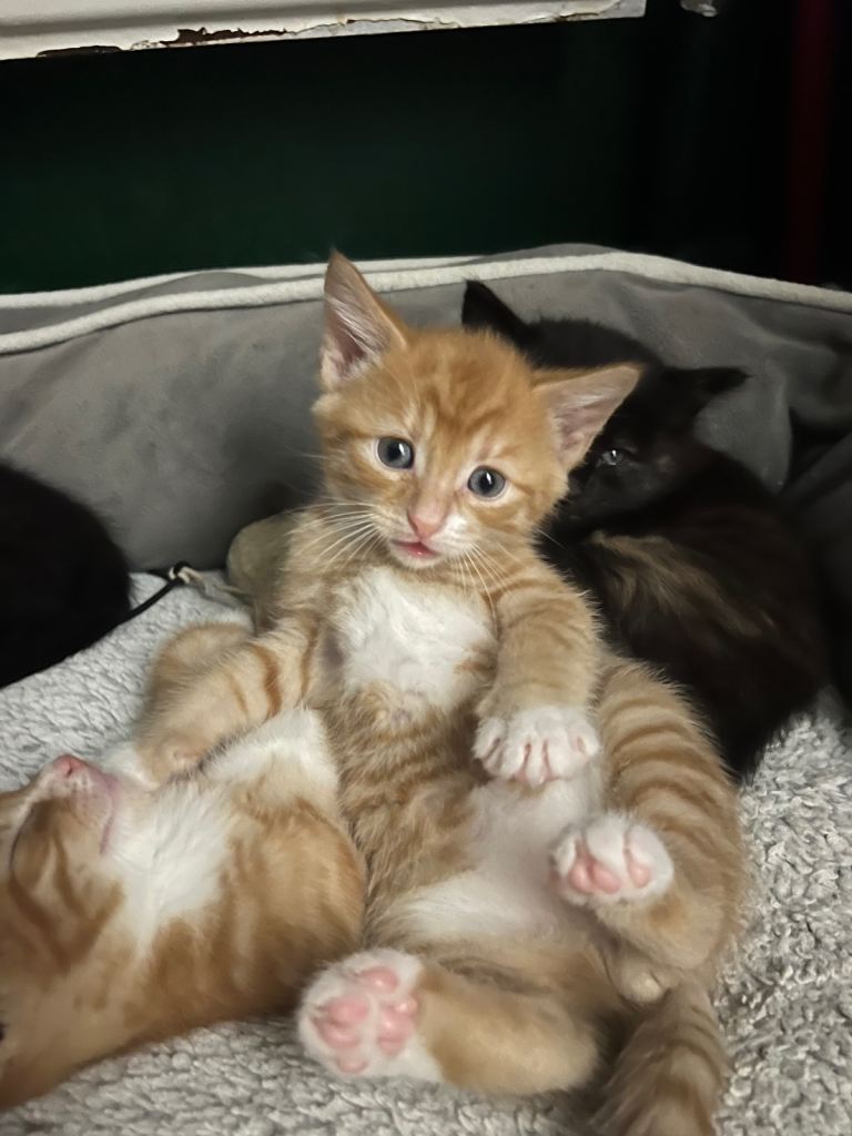 Selling beautiful kittens (PENDING)