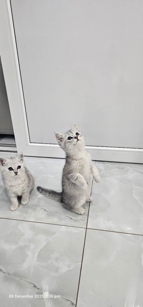 kittens 2 lovely girl available for new house 