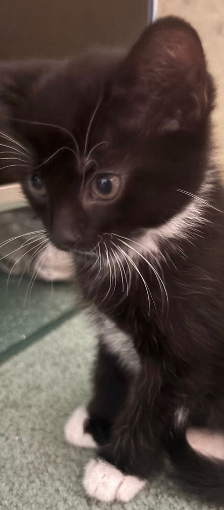 Two handsome Tuxedo Males Left!! 