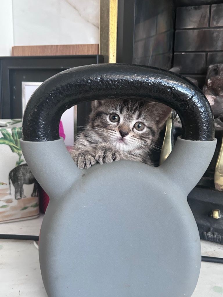 Adorable kittens