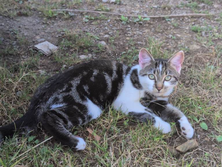 3 kittens for sale urgent