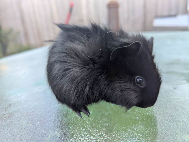 Guinea pig boar fluffy solid black boy