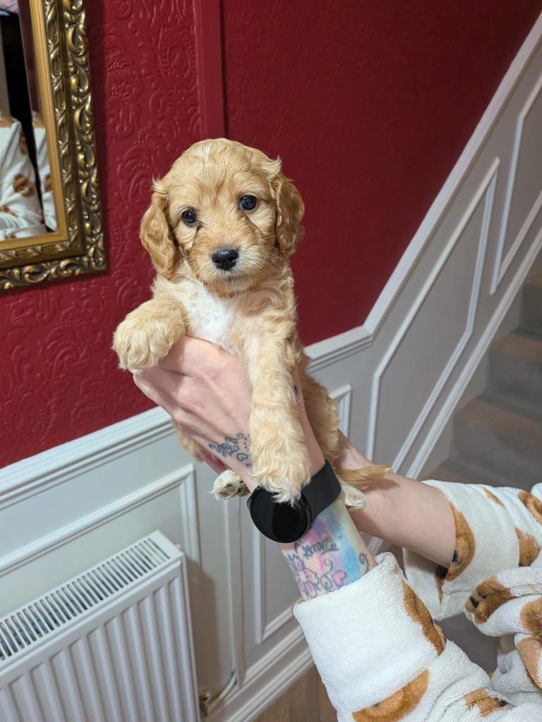 ⭐️ Stunning F1b toy cockapoo’s ⭐️ ⭐️ 1 LITTLE GIRL LEFT ⭐️ look