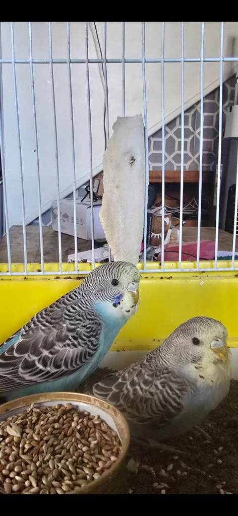 Baby budgies