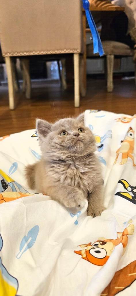 🐾 PRE-ORDER — Gorgeous British Shorthair Kittens 🐾