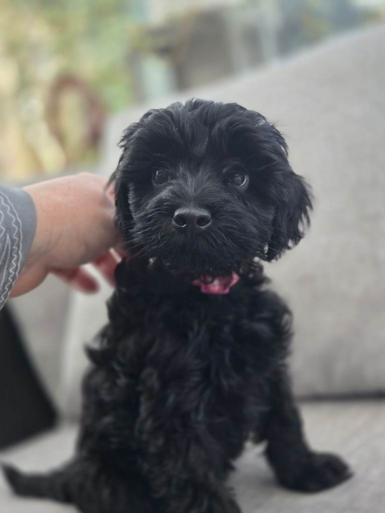 Toy cockapoo pups