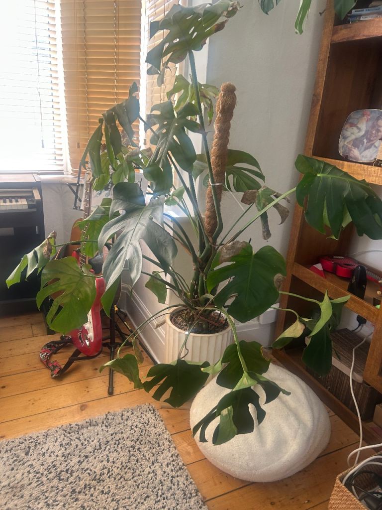 Monstera Deliciosa