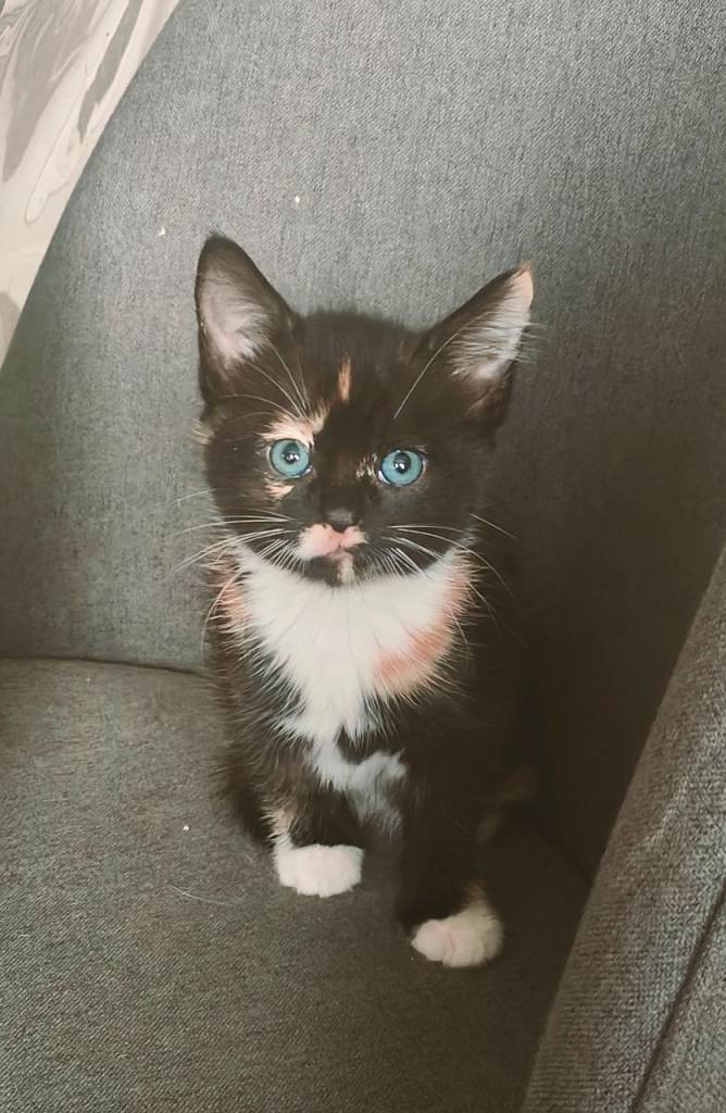 Beautiful kitten
