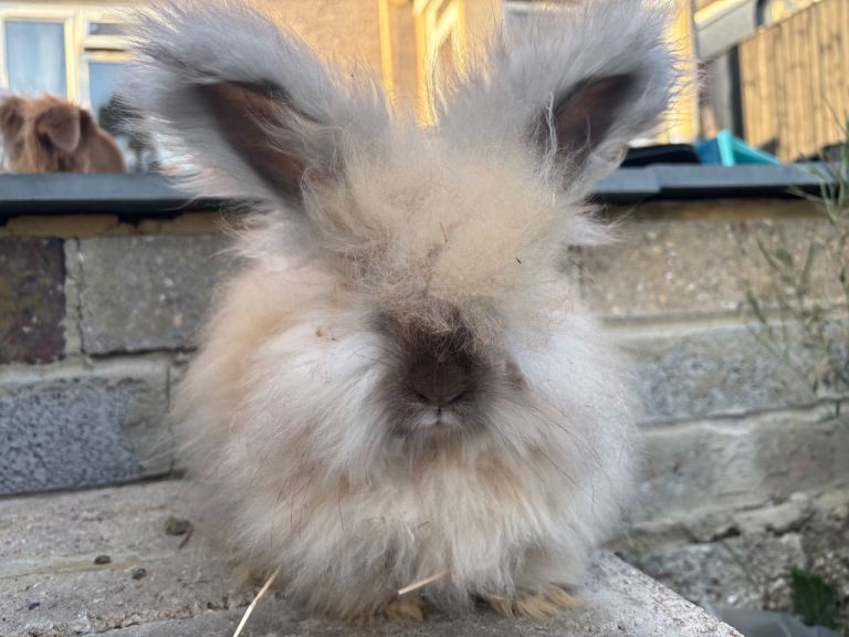 Angora babies 