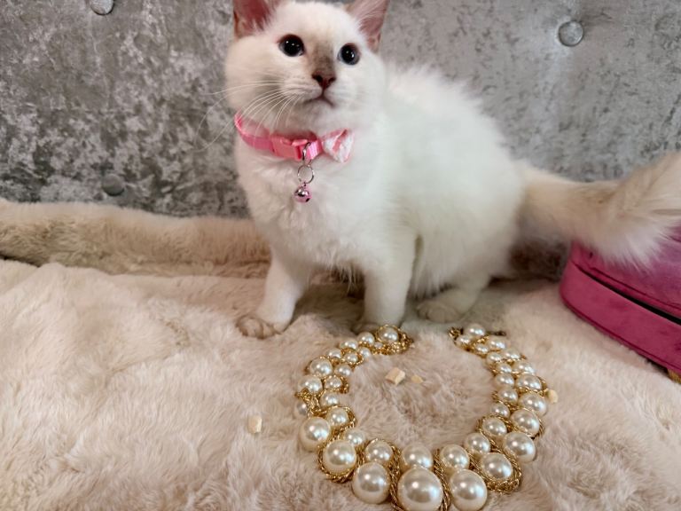 Stunning Ragdoll Kittens 