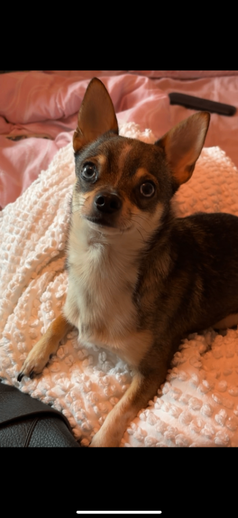 Hugo-chihuahua 