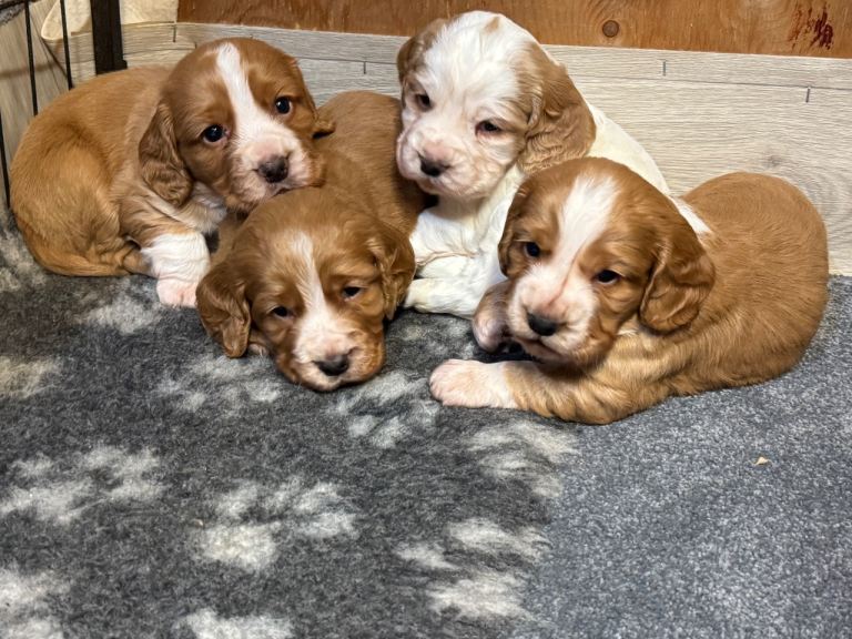Cockaspainal boy puppy’s 