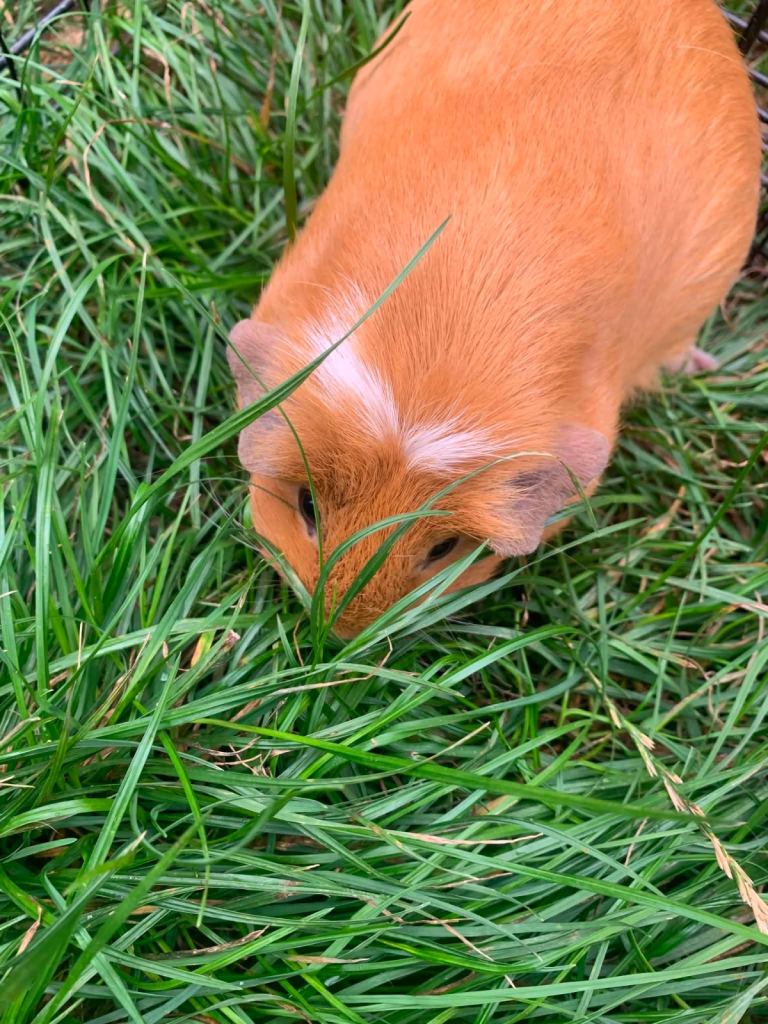Two female guinea pigs
