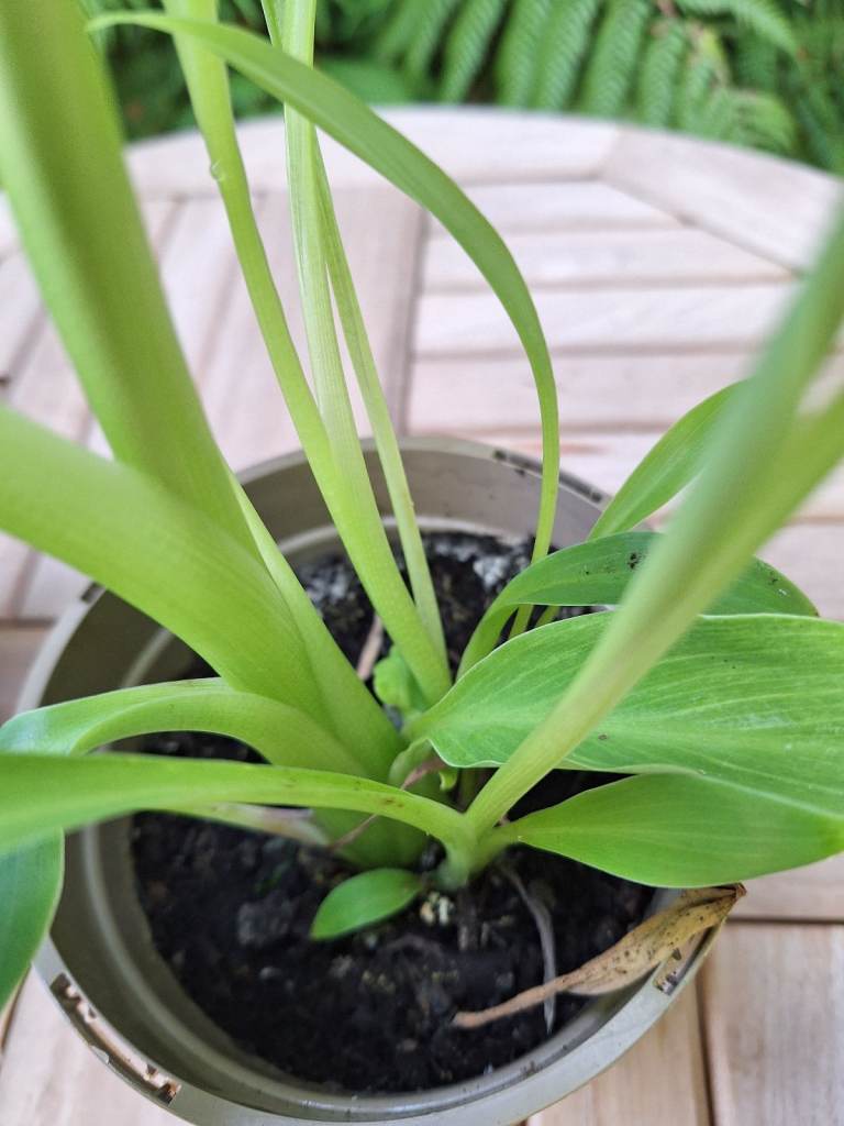 Banana Plant, Chinese Lotus Golden, Musa Lasiocarpa, Large Unusual Tropical Exotic Garden