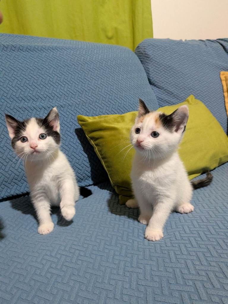 Adorable playful kittens looking for loving homes