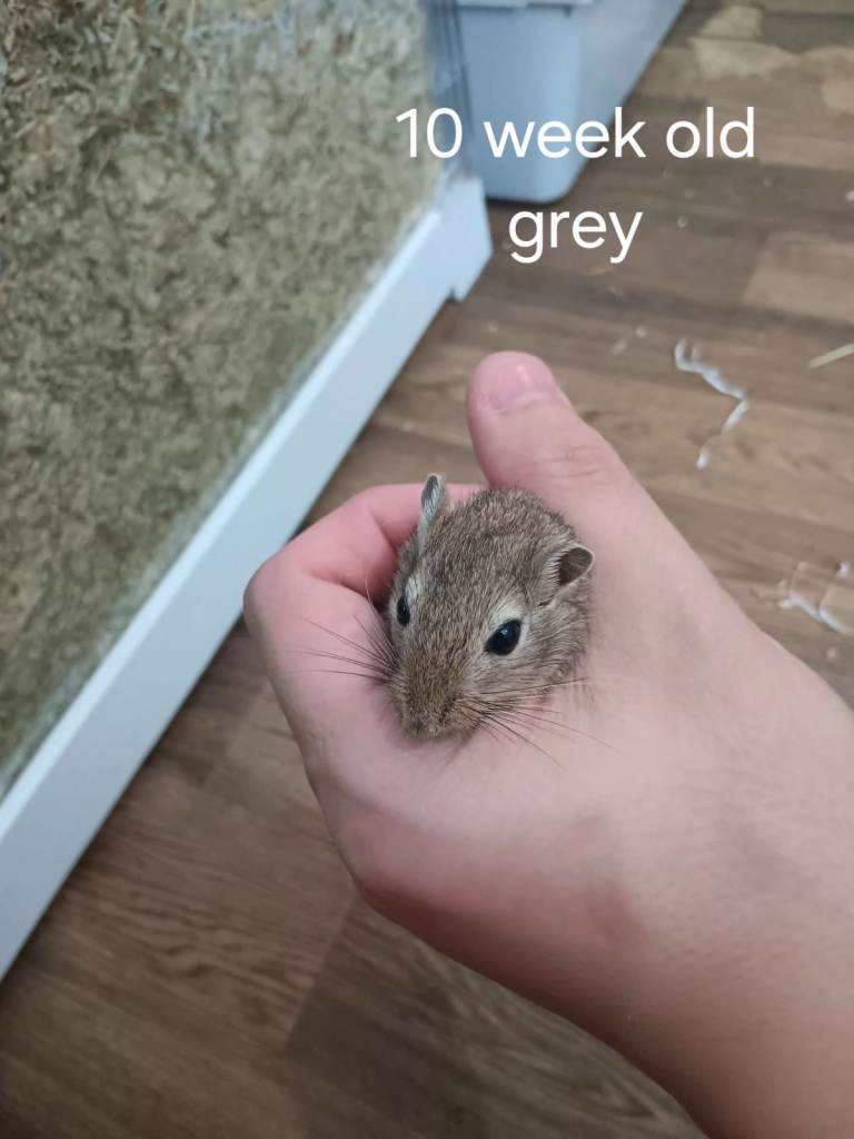 8 Male Gerbils – Lovely Established Group – Preferably Rehomed Together 🐹