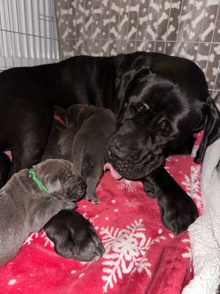 Purebred Cane Corso Italiano FCI