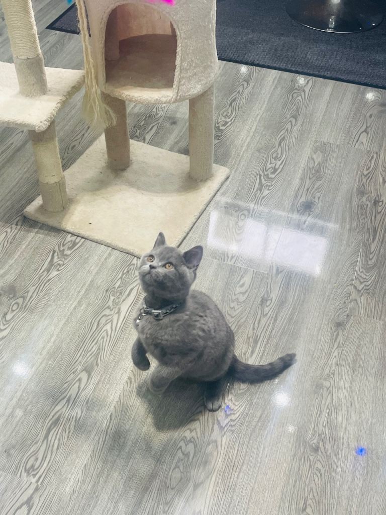 Stunning 18 Week Old Pedigree Blue British Shorthair Girl