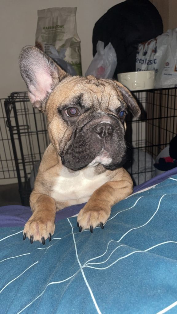 Rope French bulldog (8 months old)