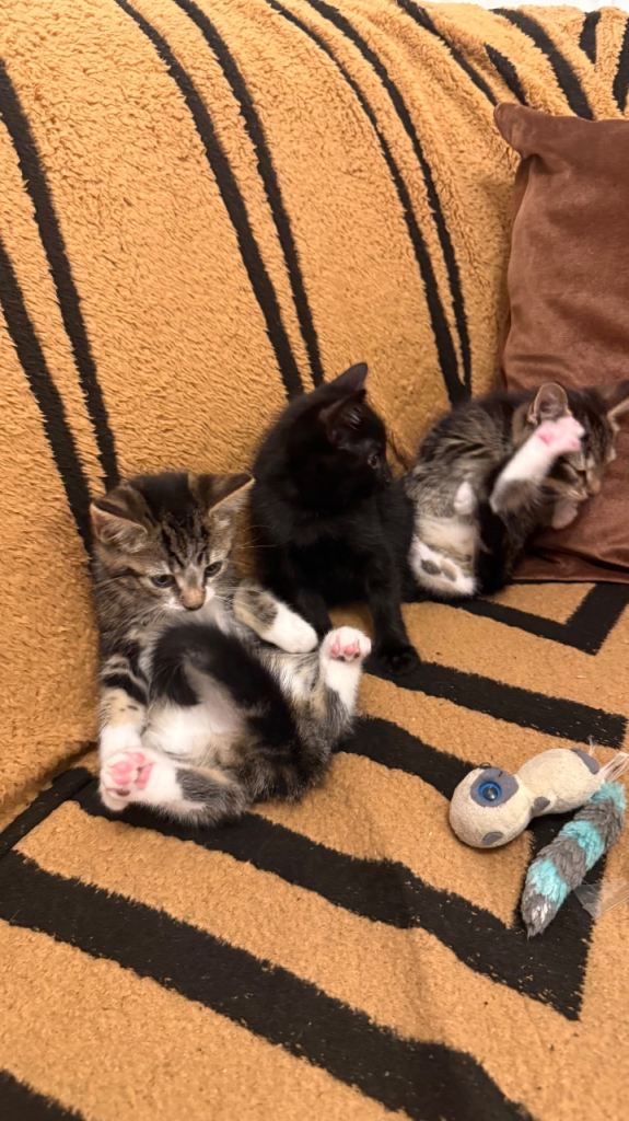 Three beautiful and cute little kittens for sale