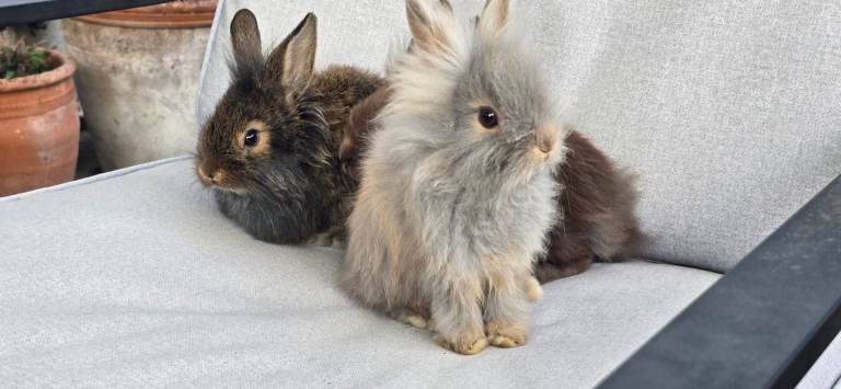 Lionhead babies
