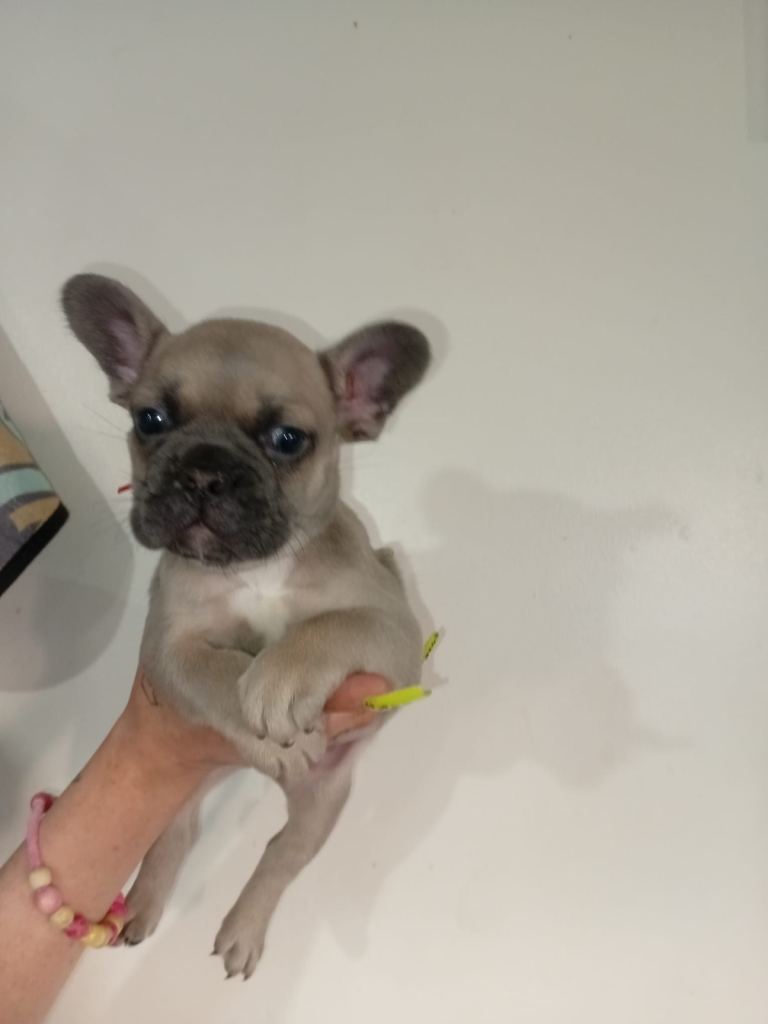 French bulldog puppies