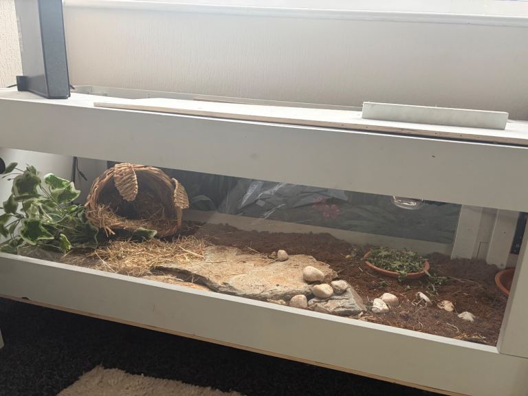 Tortoise house and accessories 