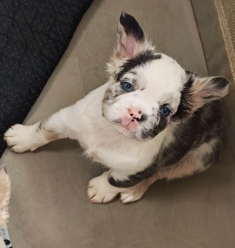 french bulldog pups