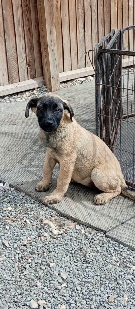 German shepherd x cane corso puppies