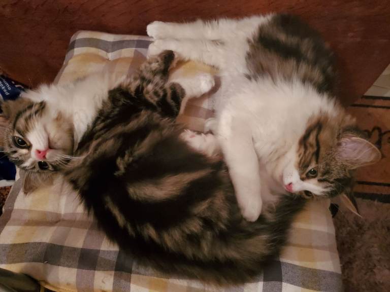 13 week old kittens