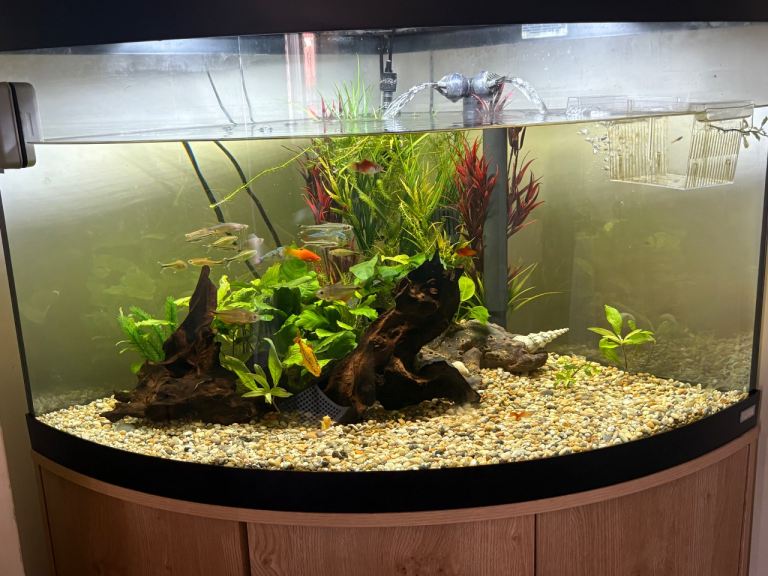 I need the big fish gone terras 