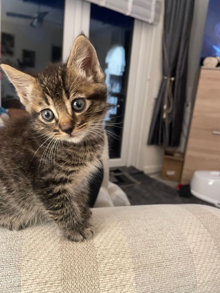 Kittens for sale to good home