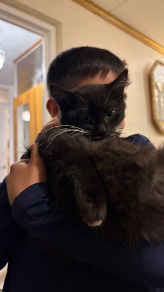 Adorable Fluffly kitten