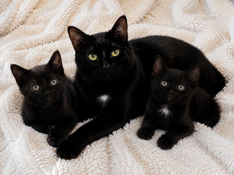 Lovely 3-month-old mixed breed kittens