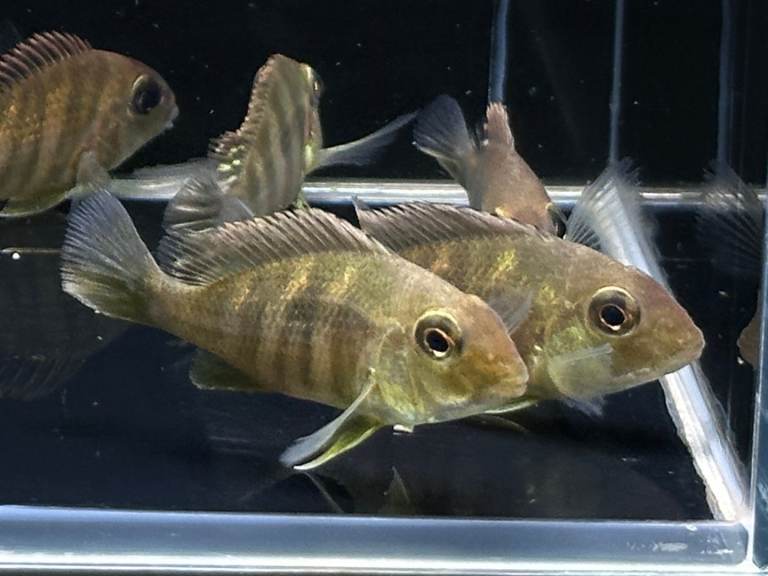 Geophagus Redhead Tapajos 