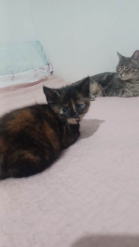 Kittens 