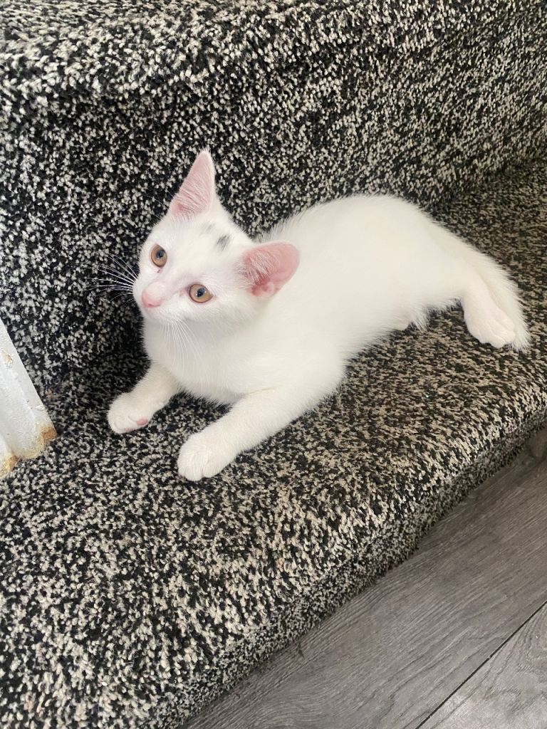 Kitten looking for a new home