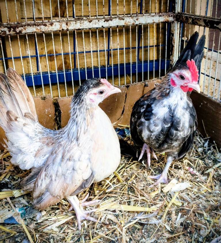 Chicken mixed breed 