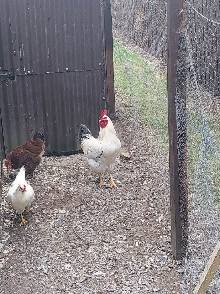 Light Sussex Rooster