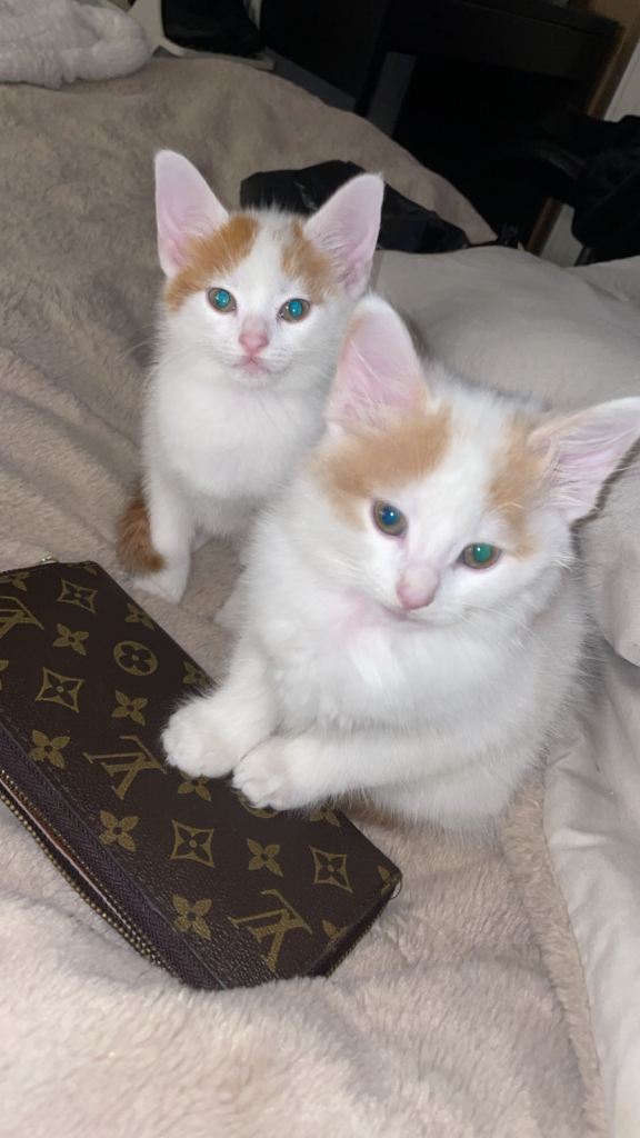 5 female kittens 