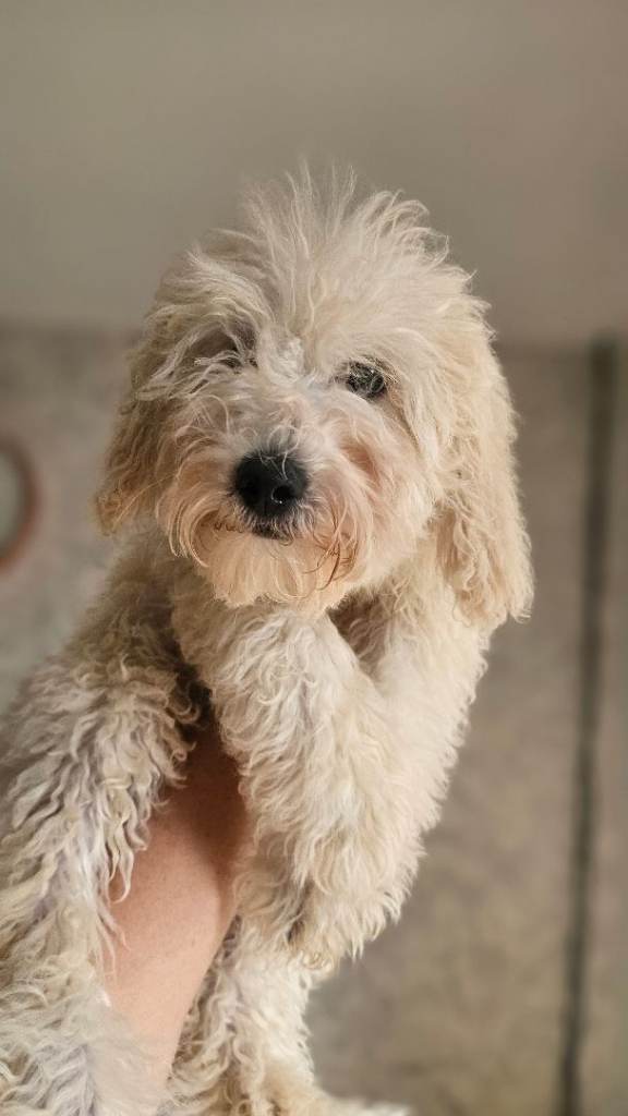 ✨ 1 SMALL F1B GOLDENDOODLE BOY LEFT ✨