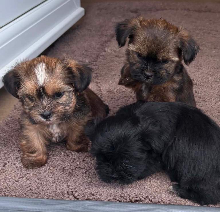 Yourkie/shih tzu puppys 