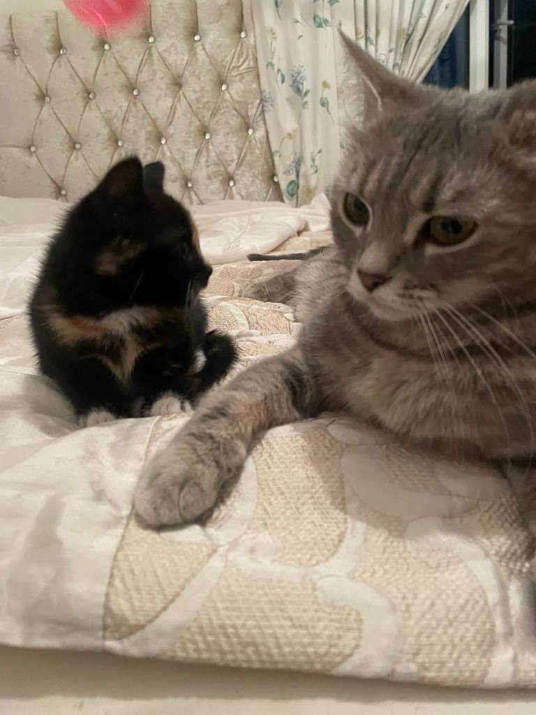 Scottish Straight mixed breed kittens, ready to go